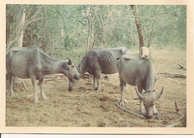 Water buffalos